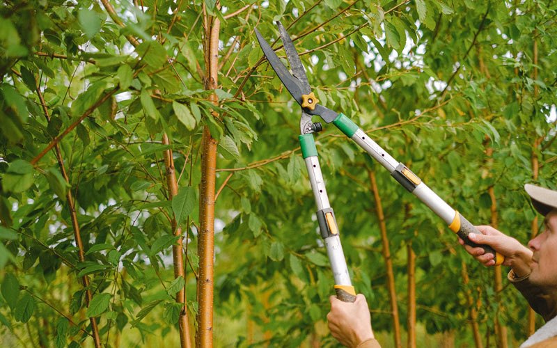 Tree trimming in Mexico, MO